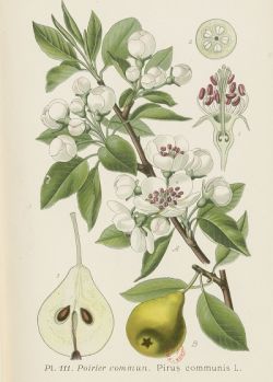 légende