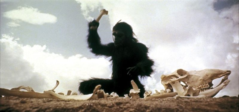 Fichier:Singe.jpeg